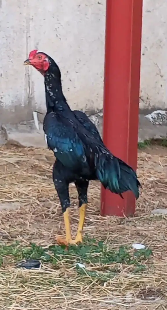 ديك سندي بيور 3