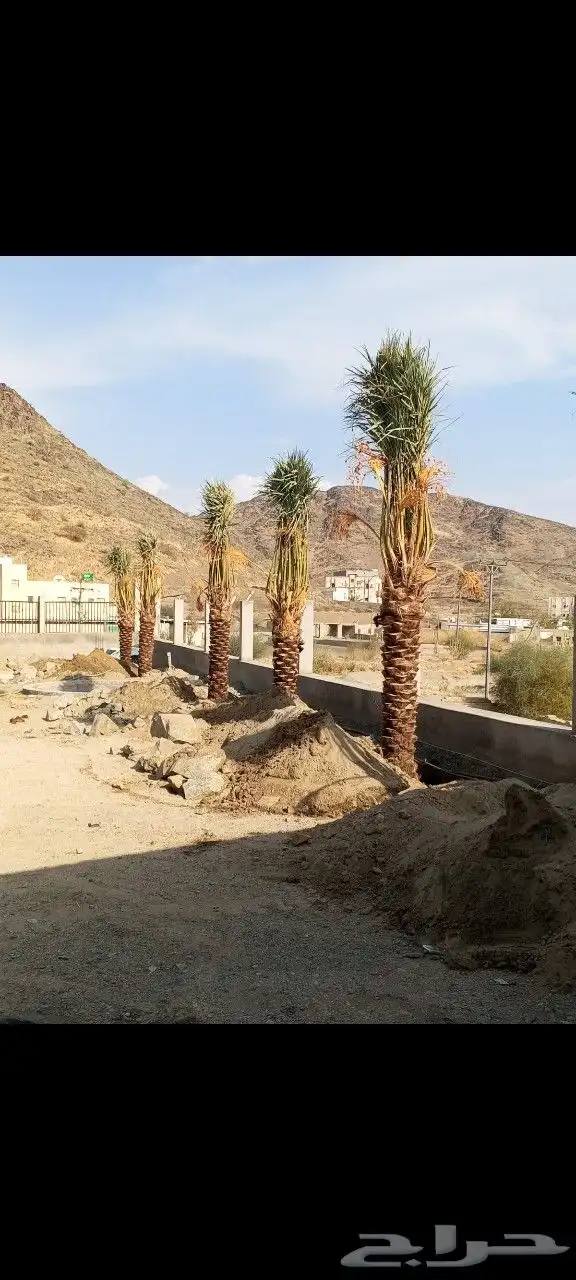 نخل بحجام كبيره من مترين الا خمسه متر 5