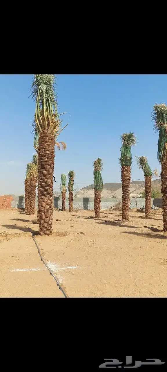 نخل بحجام كبيره من مترين الا خمسه متر 4