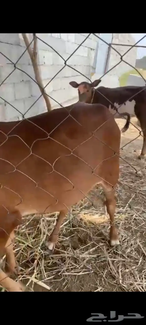 حسيل للبيع عمره 6 1
