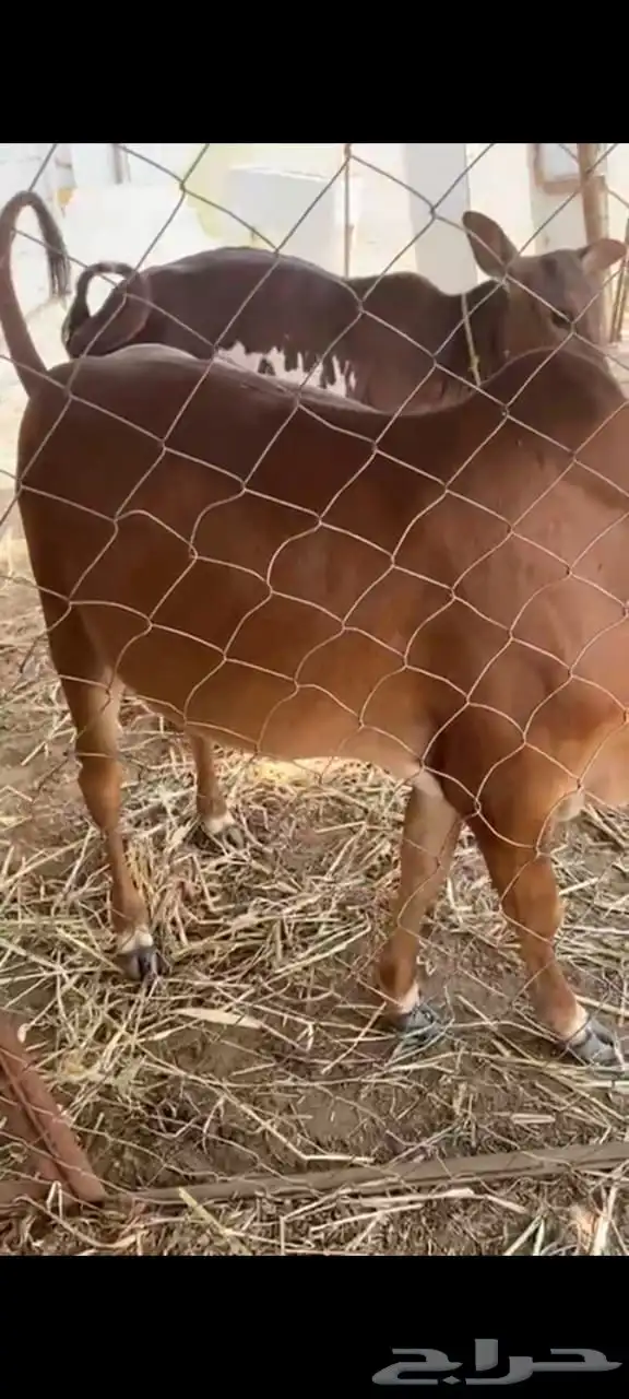 حسيل للبيع عمره 6 2