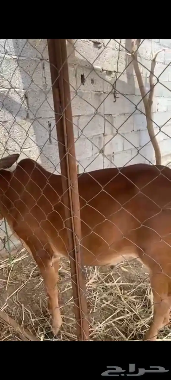حسيل للبيع عمره 6 0