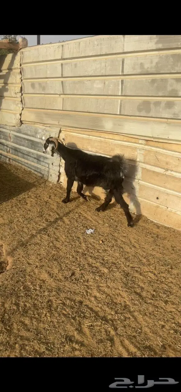 عنز حاصب عرضية 1