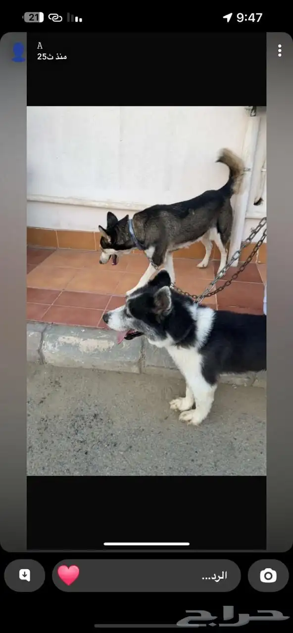 نقبل تبني جميع انواع الكلاب 0
