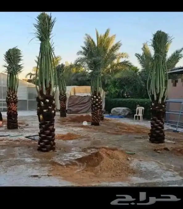يوجد الدينا نخل مثمر جميع المقاسات متوافره 7