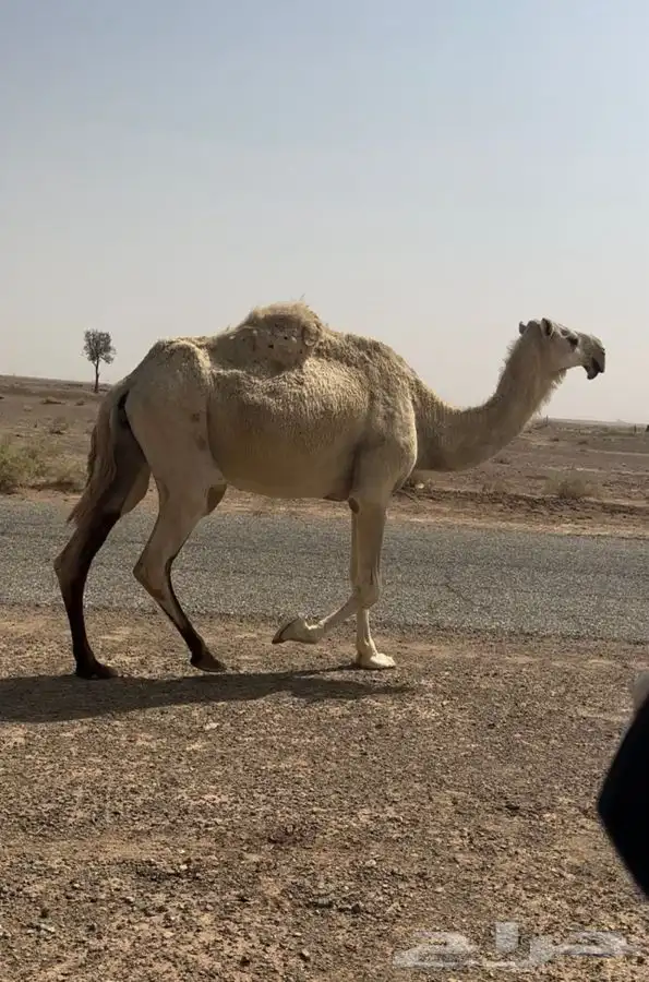 ناقه لقحه للبيع طيبه 1