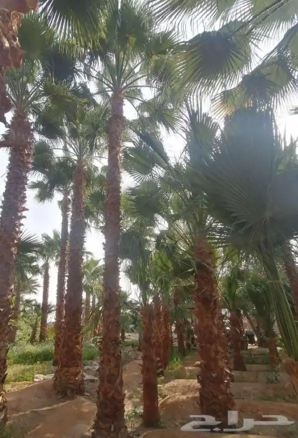 اشجار نخيل واشنطونيا ونخل عربي 1