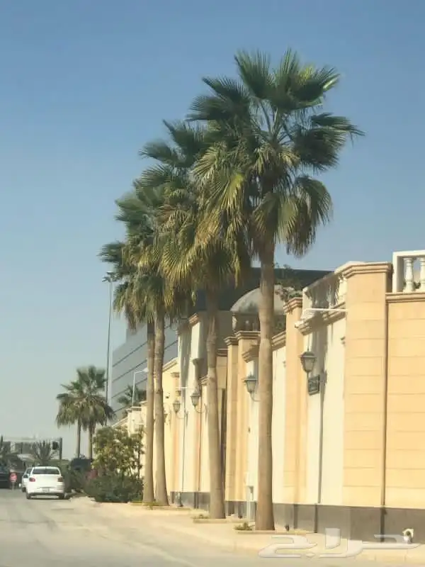 اشجار نخيل واشنطونيا ونخل عربي 8