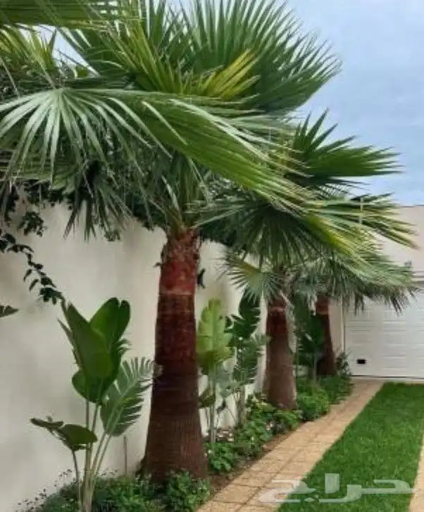 مزارع ومنسق حدائق 3