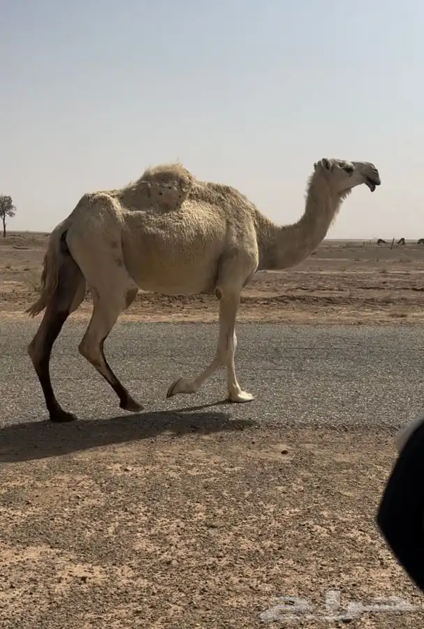 ناقه لقحه للبيع طيبه 0
