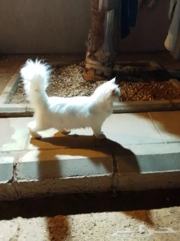 جده ابحر الشماليه خليج سلمان 0
