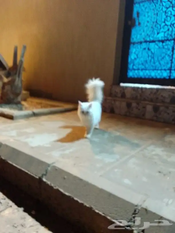 جده ابحر الشماليه خليج سلمان 2