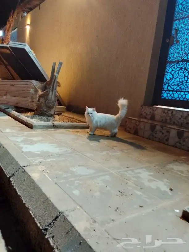 جده ابحر الشماليه خليج سلمان 1
