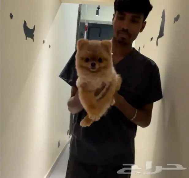 بومرينيان تيكب 1
