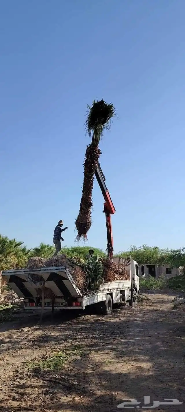 نخل جميع المقاسات درجه اولى من مترين الي خمسه متر هلاالي صق 8