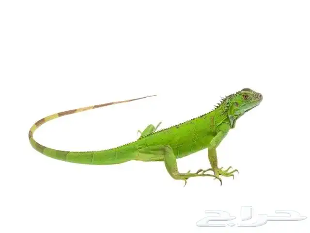 فروخ الاغوانا 3