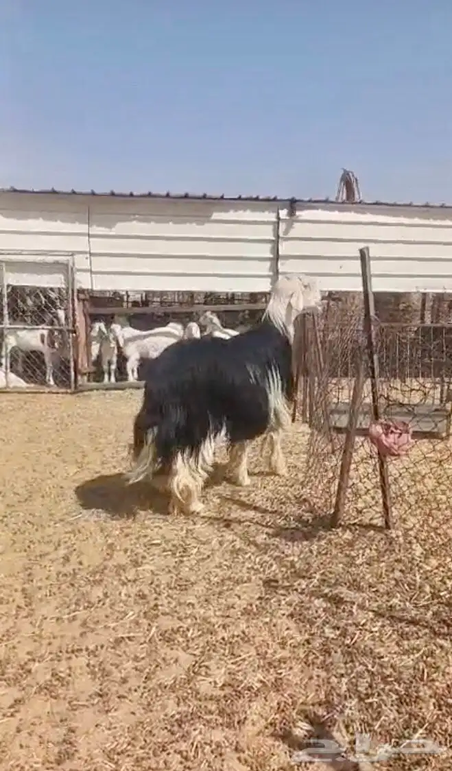 فحل نجدي صنف فاخر 5