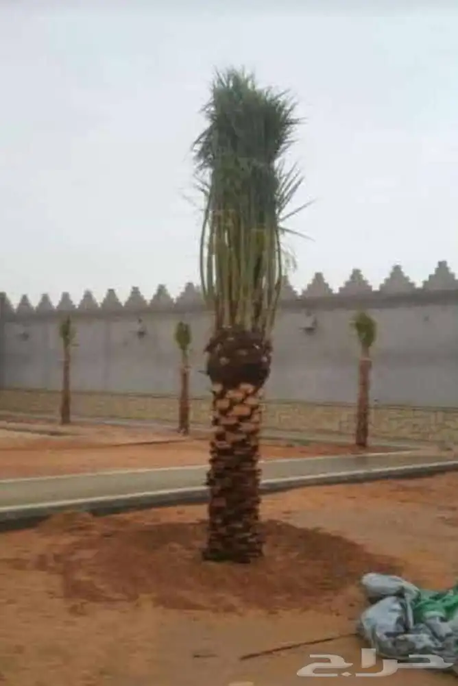 تووريد وغرس جميع أنواع النخيل 5