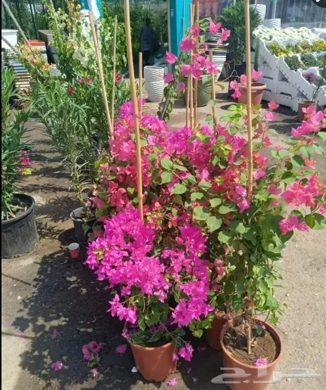 مزارع ومنسق حدائق 9