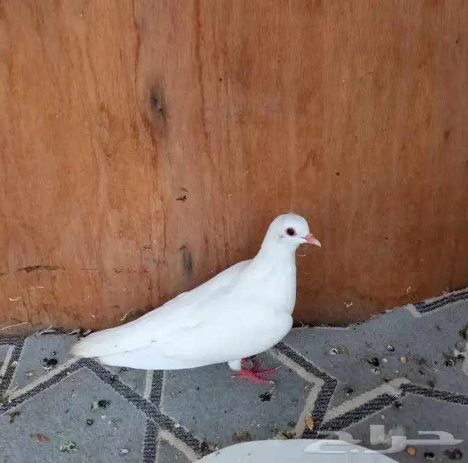 حمام صنعاني 0