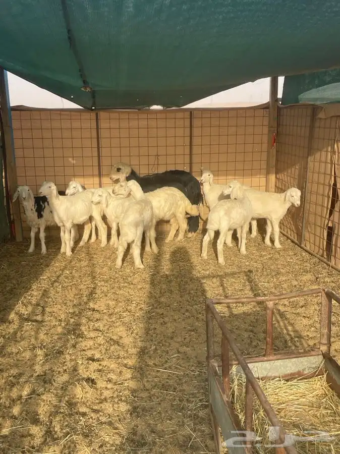 رخال حريات 0