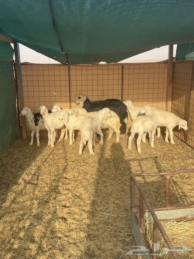 رخال حريات 1