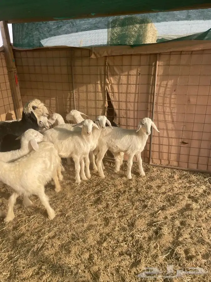 رخال حريات 4