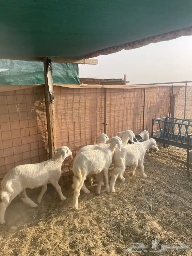 رخال حريات 5