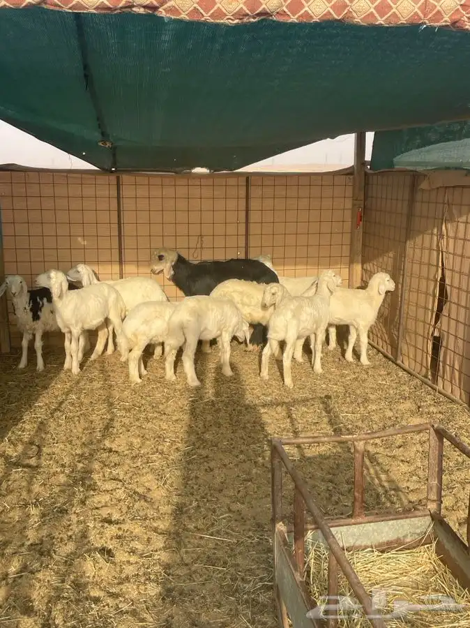 رخال حريات 3