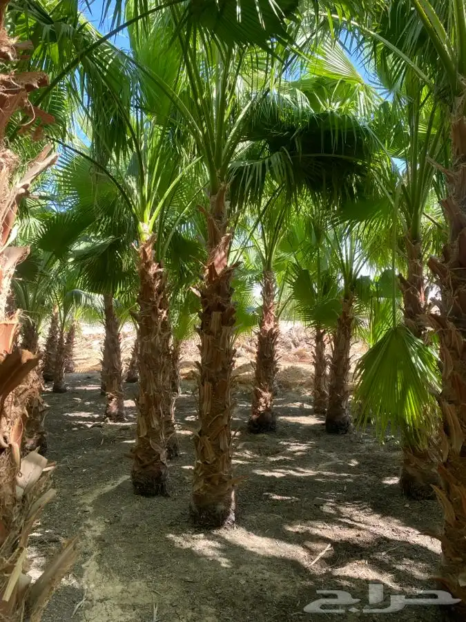 نخل واشنطن زينه للبيع 5