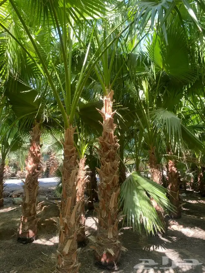 نخل واشنطن زينه للبيع 4