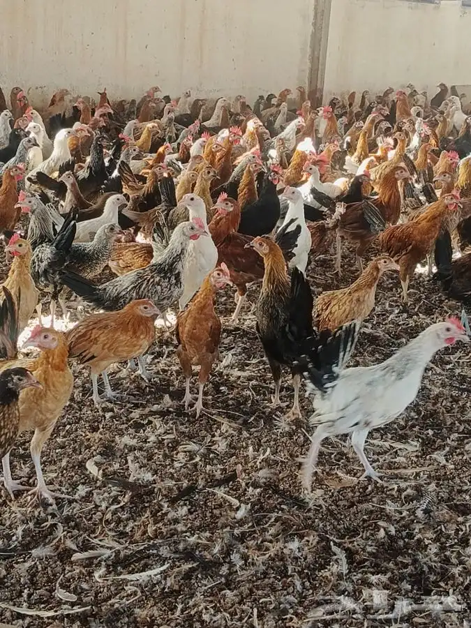 دجاج بلدي وديوك 0