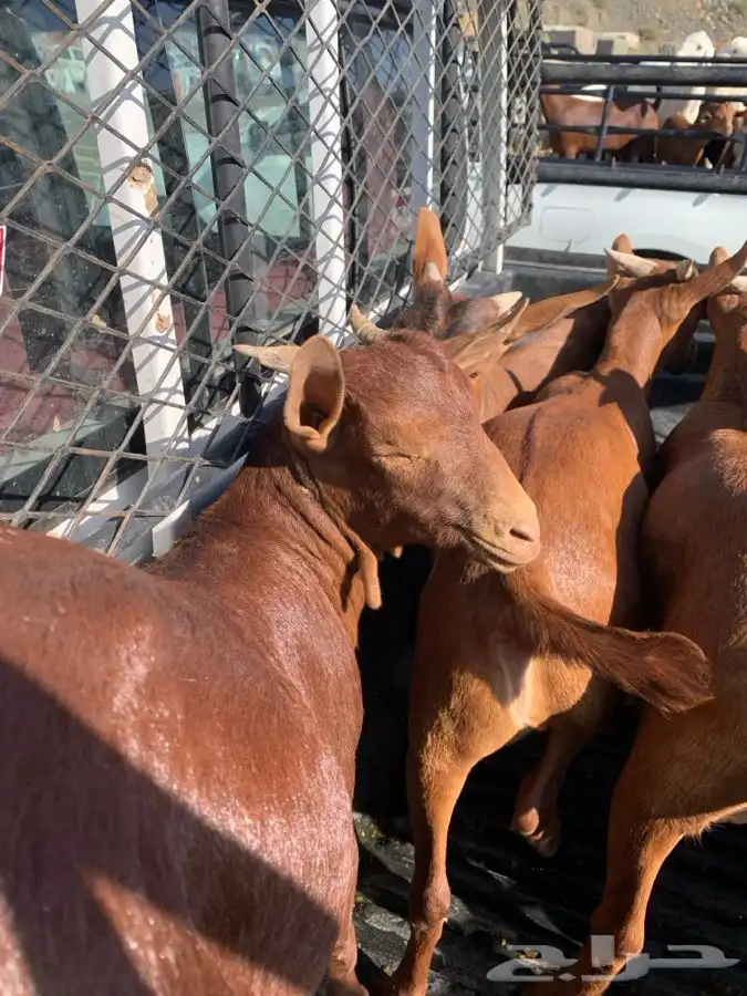 ذبايح مزرعة مرابي عسير 19