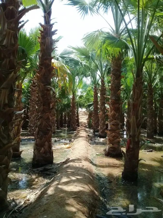 نخل واشنطن زينه للبيع 13