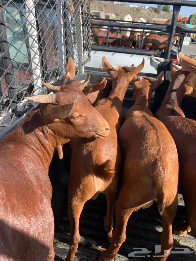 ذبايح مزرعة مرابي عسير 16