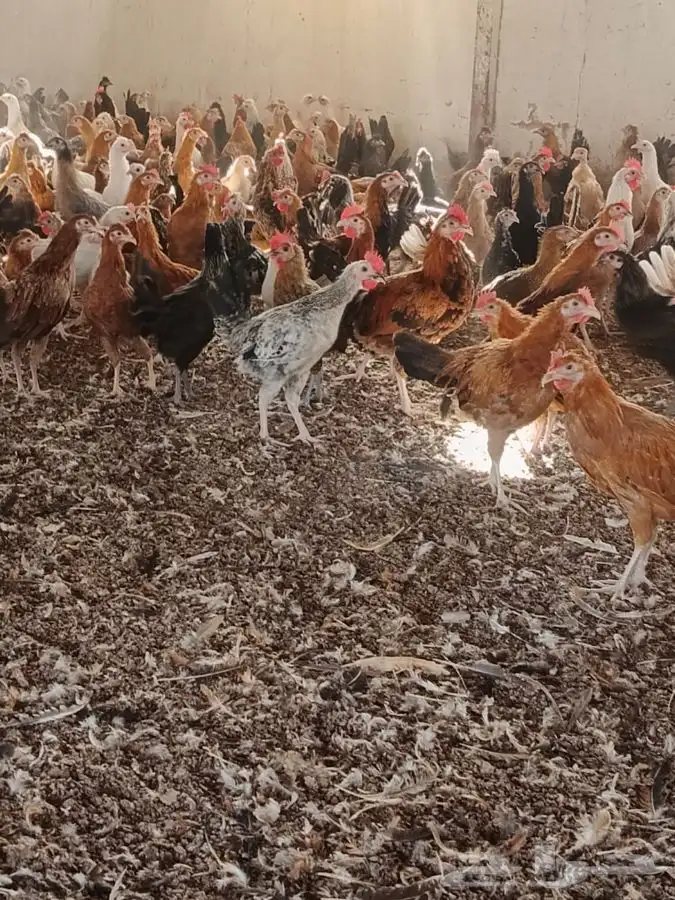 دجاج بلدي وديوك 5