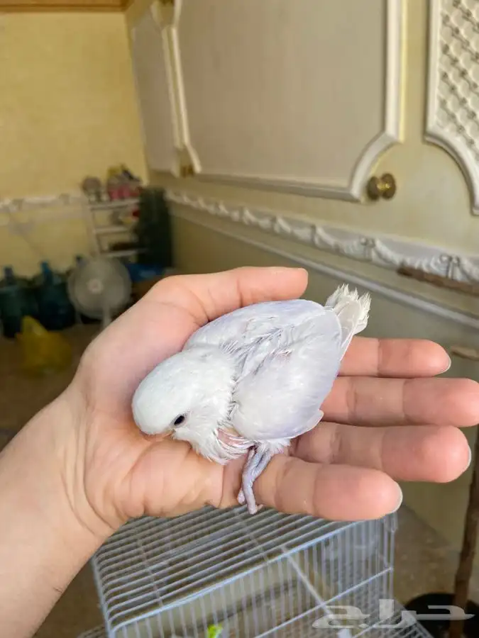 فرخ روز اليف هدد 8