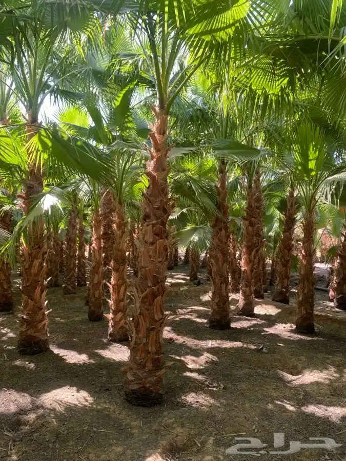 نخل واشنطن زينه للبيع 2