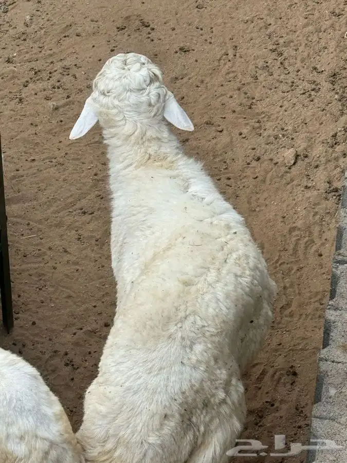 ذبايح مزرعة مرابي عسير 23