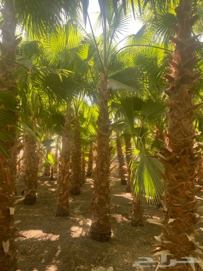 نخل واشنطن زينه للبيع 8