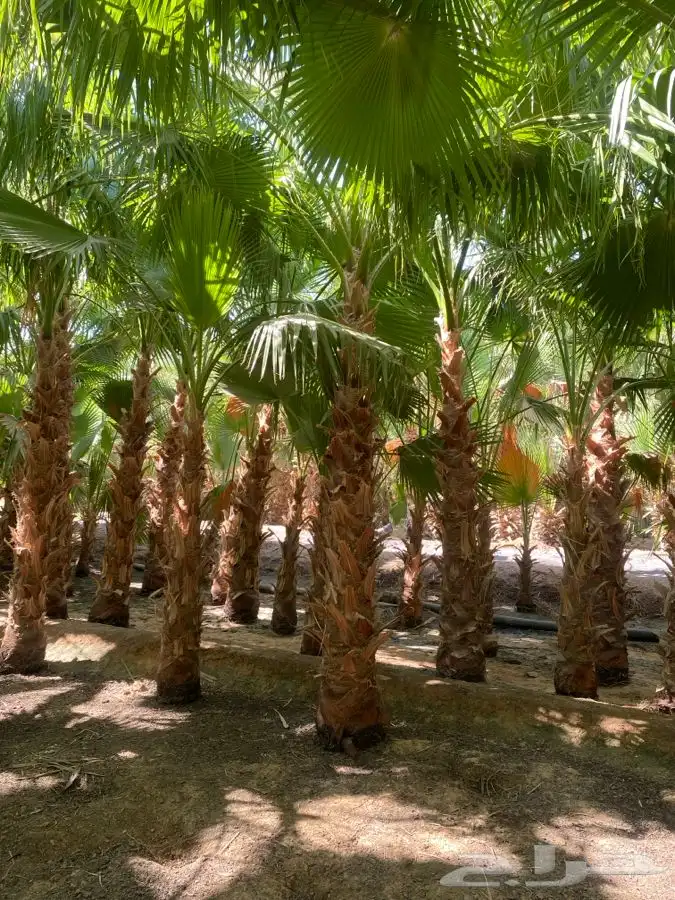 نخل واشنطن زينه للبيع 3