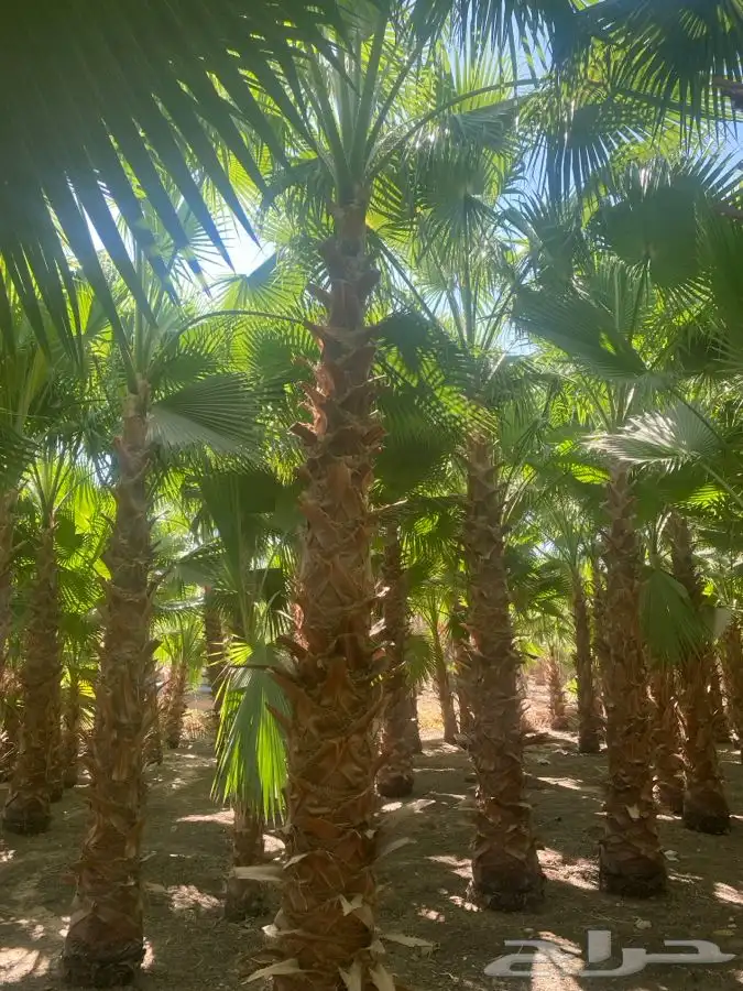 نخل واشنطن زينه للبيع 9
