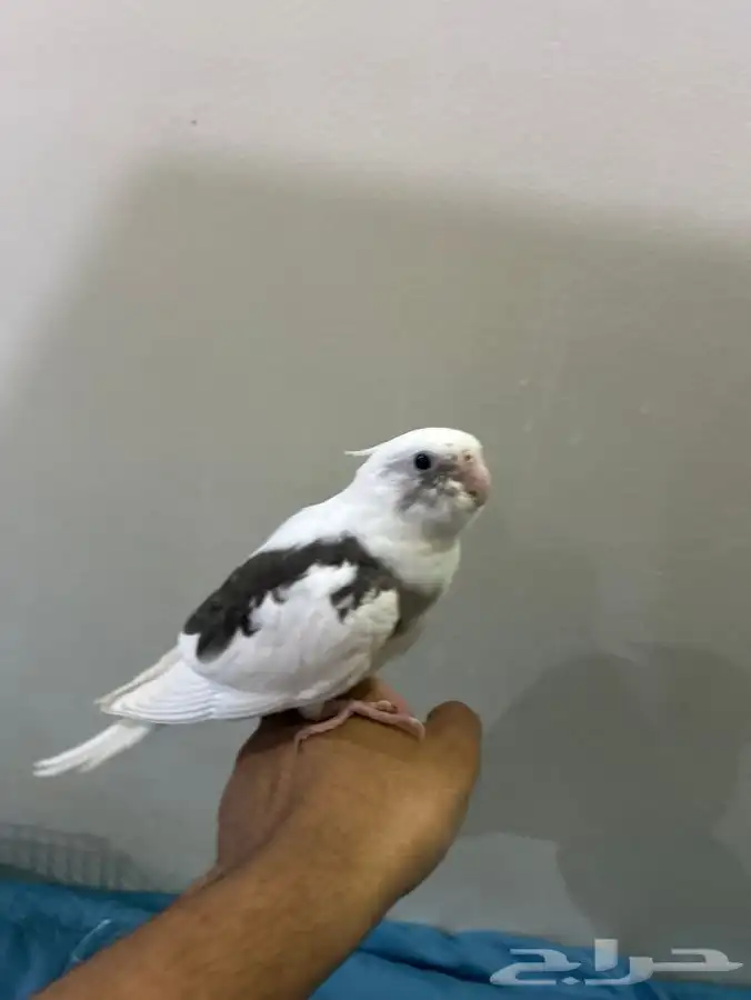 كروان هولندي 3