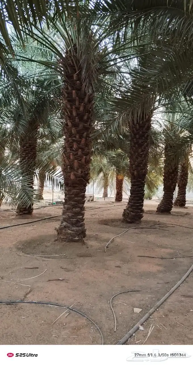 نخل جميع المقاسات درجه اولى من مترين الي خمسه متر هلاالي صق 0