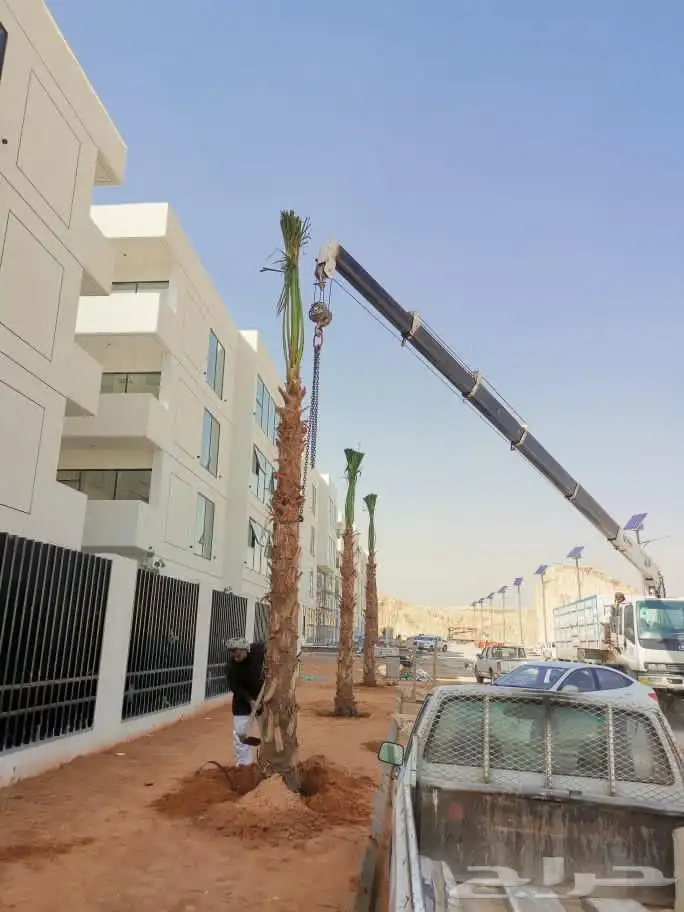 اشجار نخيل واشنطونيا ونخل عربي 6