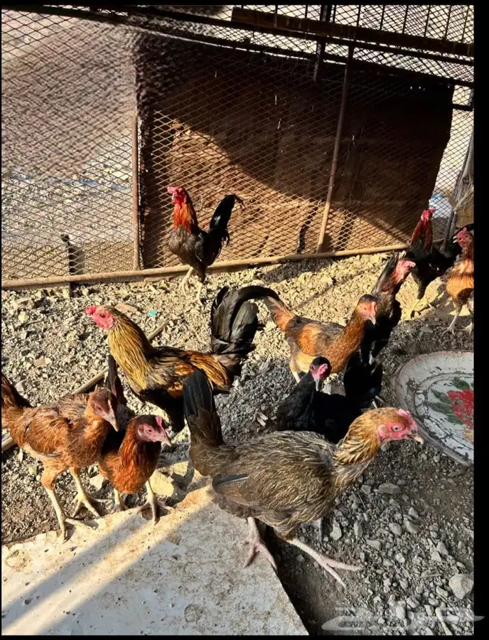 دجاج بلدي للبيع 0
