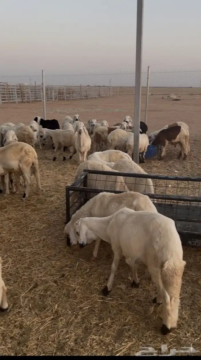 بدأ البيع يا جماعة خراف أمازيغي مميزة 1