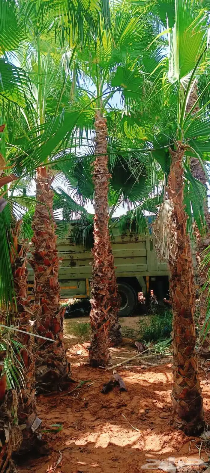 نخل واشنطن أمريكي ونخل عربي مثمر ونخل ملوكي واشجار 1