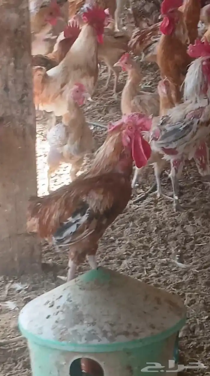دجاج بلدي للبيع 4