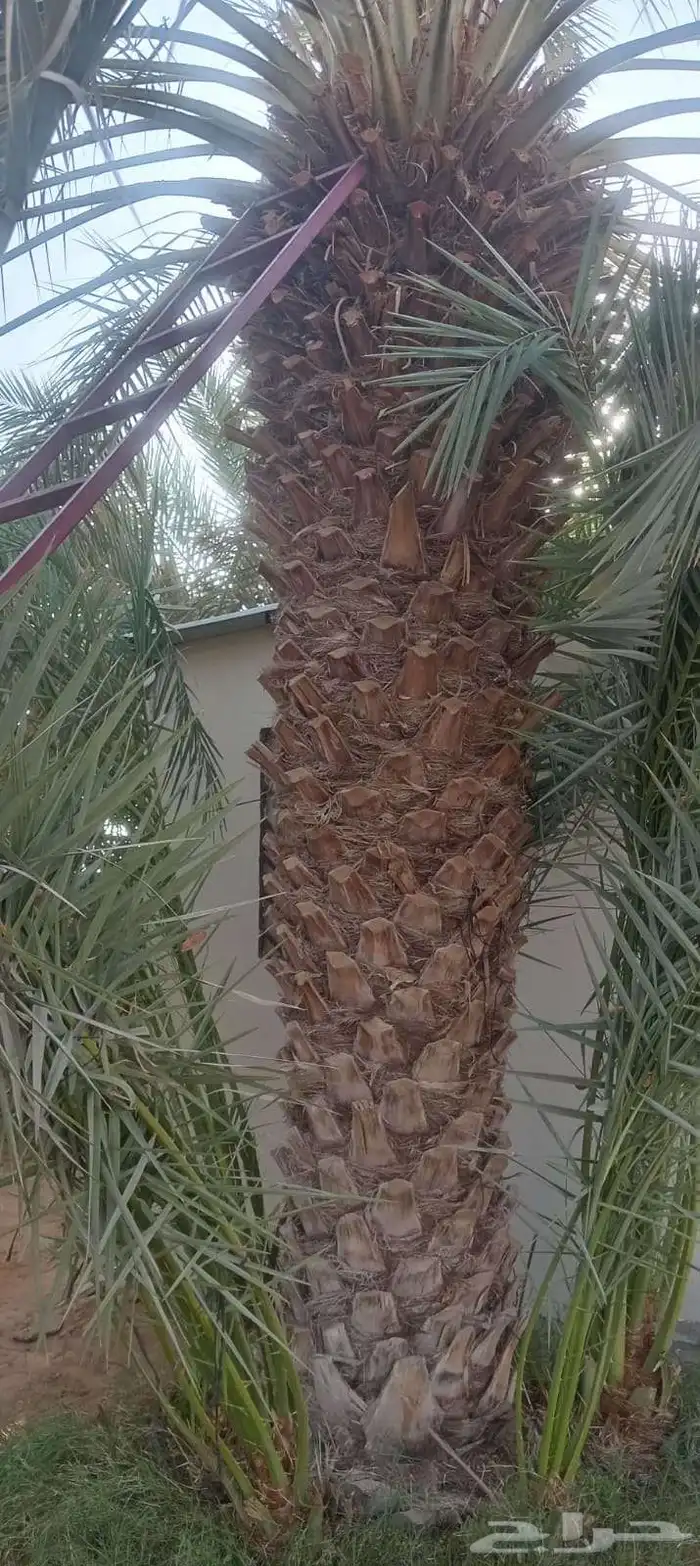 نخل مثمر فاخر نخل واشنطني زينه صقعي مجدول نبوت سلطان خلاص 6